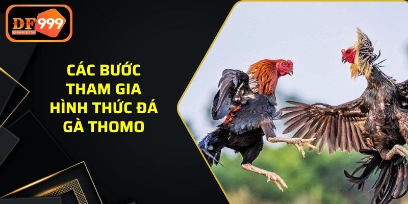 Các bước tham gia hình thức đá gà Thomo