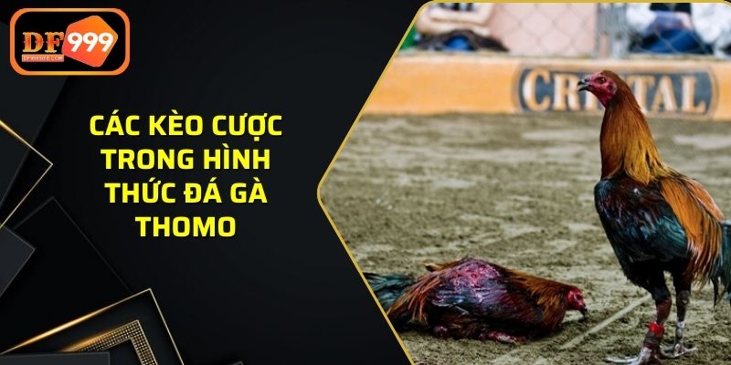 Các kèo cược trong hình thức đá gà Thomo