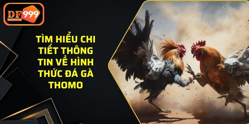 Tìm hiểu chi tiết thông tin về hình thức đá gà Thomo